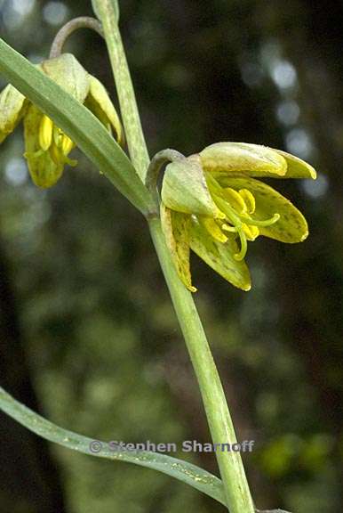 fritillaria micrantha 3 graphic